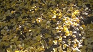 КРАСИВЫЙ ЛИСТОПАД ??? ВИДЕОФОН ДЛЯ ВИДЕОМОНТАЖА ??? ФУТАЖ ??? ЛИСТОПАД В МОЕМ ДВОРЕ ???