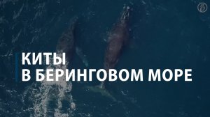Киты в Беринговом море