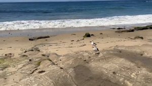 Путешествие сестер Савченко по югу США Семья Савченко Влог 6