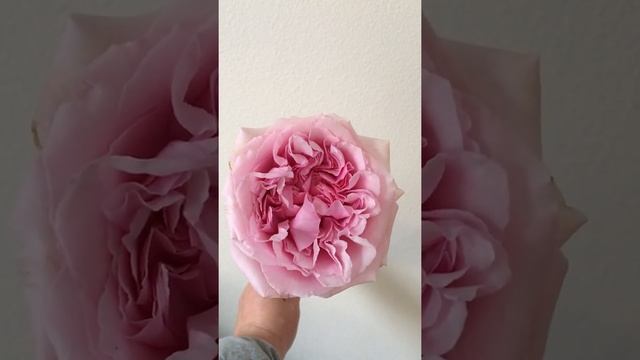 David Austin Miranda Pink Garden Rose from Alexandra Farms Flirty Fleurs Rose Study смотреть онлайн