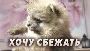 Щенкам шпица 34 дня. Кто первым сбежит из вольера. Новое лакомство для собак. Сердце говяжье