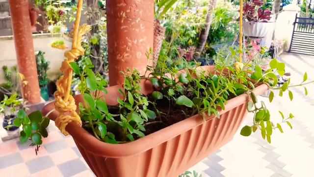 Fast Growing Hanging Plants|Beautiful Hanging/Cascading Plants in Malayalam|Fast Growing Plants