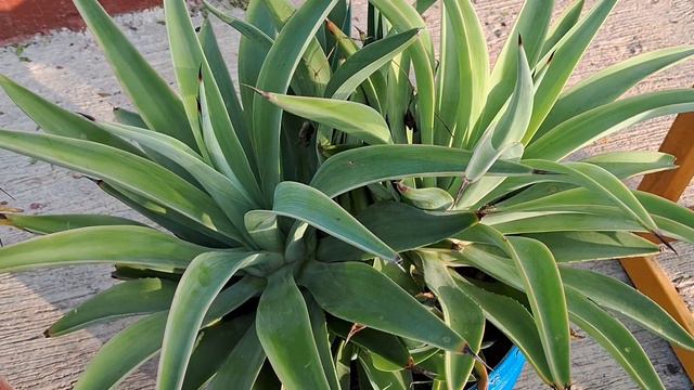 Grow 20+ permanent plants by cutting with result||20+ कटिंग से तैयार होने वाले  परमानेंट पौधो के ना
