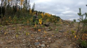 400 метров cz 557 black edition.