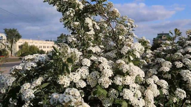 Белоснежное царство спиреи смотреть онлайн
