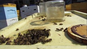 подкормка пчел в зиму в августе, злые пчелы, драка на летках - ошибки пчеловода