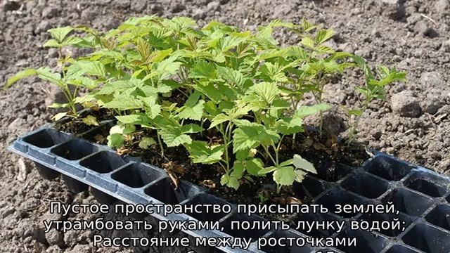 Выращивание малины из семян в домашних условиях
