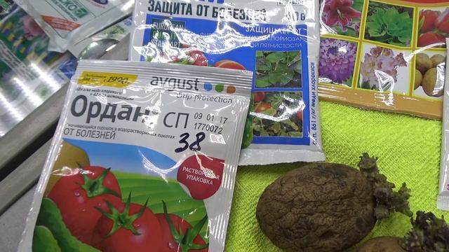 Защита картофеля от болезней