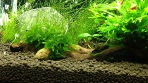 Аквариум 60 литров. Новые обитатели. Микрорасбора Макулата.