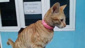 Умный котик