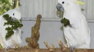 Как приучить попугая к фруктам и овощам? // Какие корма полезны, а какие нет?