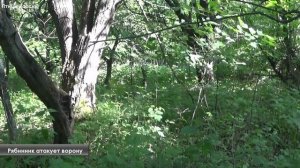 Голоса дроздов (певчего, черного, белобровика, дерябы, рябинника) / Птицы России  #ГолосаПтиц