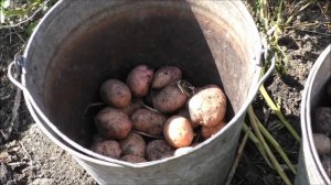 Сорт картошки Ред Скарлетт