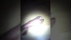 Глубоководные рыбы