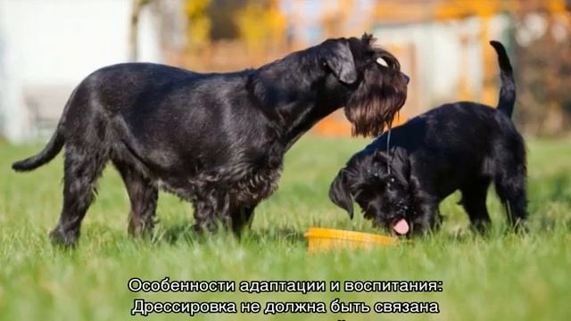 Миттельшнауцер: описание породы, характер, особенности смотреть онлайн