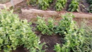 Огород, где все растёт! Все как у всех))))