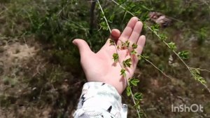 КАРАГАЧ. Крайне Необходимое растение для озеленения ПЛАНЕТЫ!