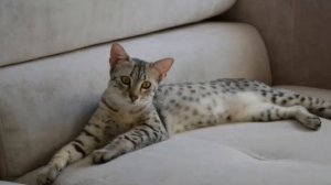 Египетская МАУ