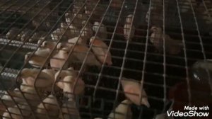 Парвариши мурги тухмдех дар хона