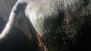 корова перед отелом...