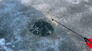 Плотва. Серебро Аргазинского водохранилища.