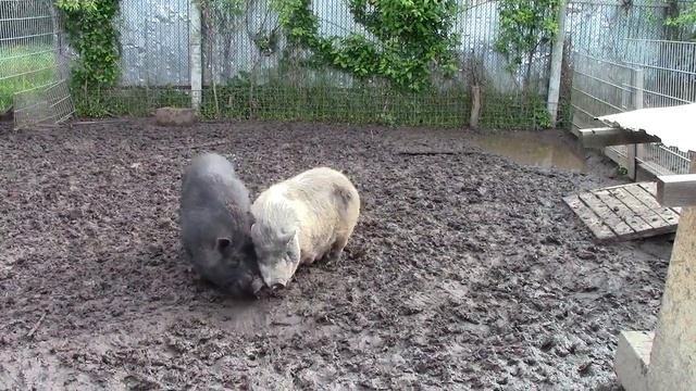 Охота вьетнамской вислобрюхой свиньи // ухаживание кабана //обзор молодняка смотреть онлайн