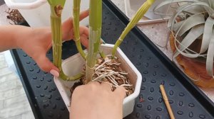 Пересадка, деление, омоложение давно домашней каттлеи. Сегодня это Blc. Young Kong Sun 😉