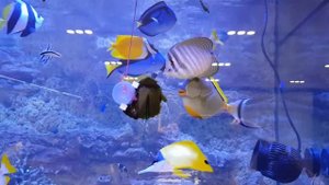 Кормление рифового аквариума