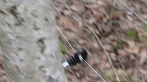 Электропастух для наших животных.