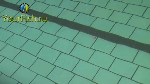 Воблер Rapala Pink Bird из серии Angry Birds/Wobbler Rapala in the water смотреть онлайн