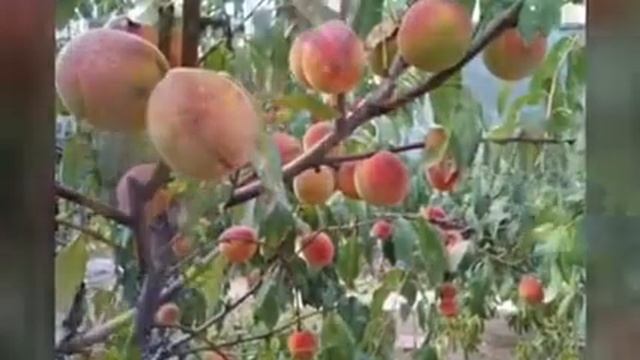 Крымская дача смотреть онлайн