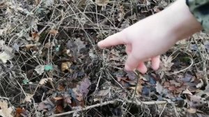 Как отличить Фламмулину от Галерины. За грибами в посадку