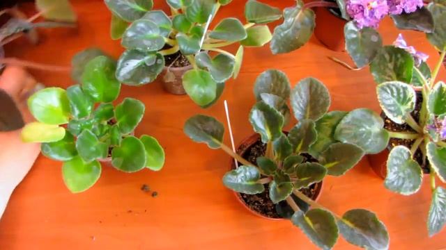 Уход за фиалками. Как отламывать листья и цветоносы с фиалок. Юлия Датта смотреть онлайн