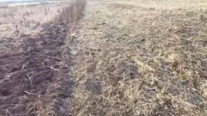 Кормёжка гусят. Топинамбур. Хренотень...