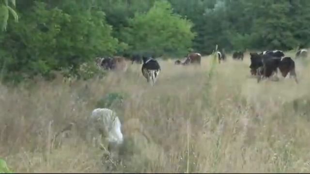 Июльская жара. Южак и стадо коров. смотреть онлайн