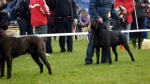Выставка собак кане корсо Днепропетровск 2016. Кобели интермедия