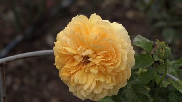 парковая роза жоэль маруани, питомник роз полины козловой rozarium.biz, роза с яркой окраской смотреть онлайн