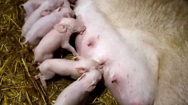 Опорос свиньи ,свиноматки Раисы. Как прошёл опорос и сколько поросят привела!!!