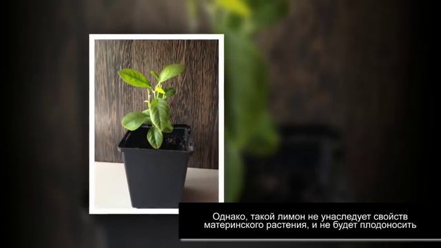 КОМНАТНЫЙ ЛИМОН. Выращивание плодов и размножение