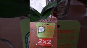 Стимул для орхидей,ударное средство для восстановления