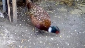 румынский и охотничий фазан