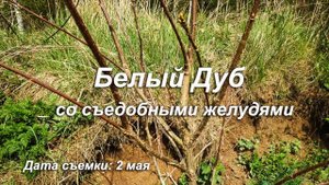 Когда просыпаются орехи?