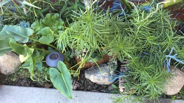 США. ЧТО ЗНАЧИТ В АМЕРИКЕ "ЗЕЛЁНЫЙ ПАЛЕЦ" GREEN THUMB