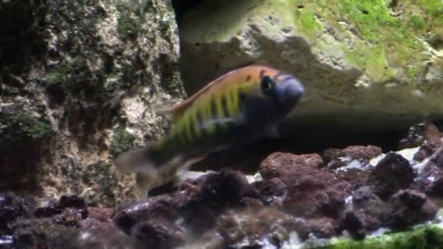Haplochromis nyererei ruti island смотреть онлайн