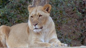 ELTON JOHN: HAKUNA MATATA from Disney's The Lion King Performed on Piano