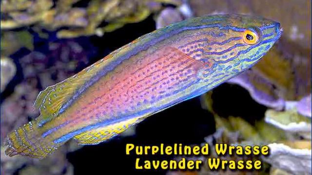 Cool Pets! Fairy Wrasses смотреть онлайн