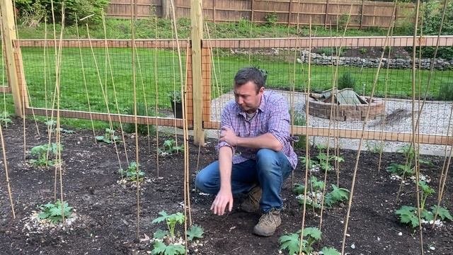 Delphiniums And How To Care For Them