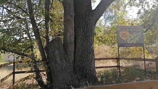 Дуб и Липа. 100 лет вместе. смотреть онлайн