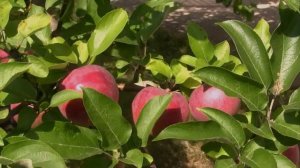 Footage ФУТАЖ 32 (ЯБЛОЧКО НАЛИВНОЕ) (Apple)