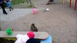 Кот защищает детей от собаки